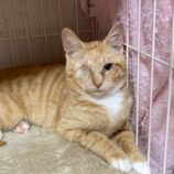 6月7日の八千代店に参加する花ねこ千葉の保護猫13