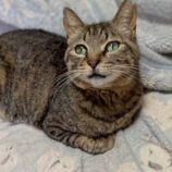 6月7日の八千代店に参加する花ねこ千葉の保護猫15