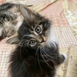 6月7日の八千代店に参加する花ねこ千葉の保護猫16