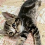 6月7日の八千代店に参加する花ねこ千葉の保護猫17