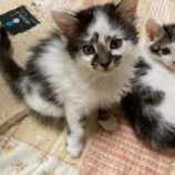 6月7日の八千代店に参加する花ねこ千葉の保護猫18