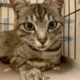 6月7日の八千代店に参加する花ねこ千葉の保護猫19