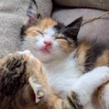 6月7日の八千代店に参加する花ねこ千葉の保護猫20