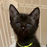 6月7日の八千代店に参加する花ねこ千葉の保護猫22