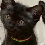 6月7日の八千代店に参加する花ねこ千葉の保護猫23