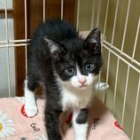 6月21日の八千代店に参加する花ねこ千葉の保護猫01