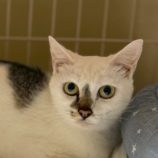 6月21日の八千代店に参加する花ねこ千葉の保護猫02