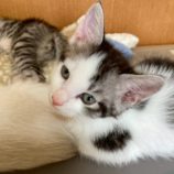 6月21日の八千代店に参加する花ねこ千葉の保護猫03