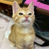 6月21日の八千代店に参加する花ねこ千葉の保護猫04