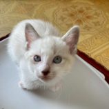 6月21日の八千代店に参加する花ねこ千葉の保護猫05