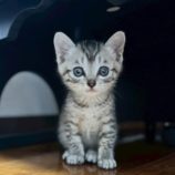 6月21日の八千代店に参加する花ねこ千葉の保護猫06