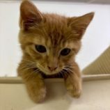 6月21日の八千代店に参加する花ねこ千葉の保護猫08