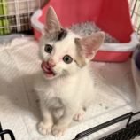 6月21日の八千代店に参加する花ねこ千葉の保護猫09