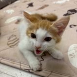 6月21日の八千代店に参加する花ねこ千葉の保護猫10