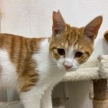 6月21日の八千代店に参加する花ねこ千葉の保護猫11