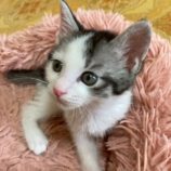 6月21日の八千代店に参加する花ねこ千葉の保護猫12