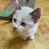 6月21日の八千代店に参加する花ねこ千葉の保護猫13