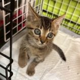 6月21日の八千代店に参加する花ねこ千葉の保護猫15