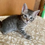 6月21日の八千代店に参加する花ねこ千葉の保護猫16