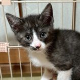 6月21日の八千代店に参加する花ねこ千葉の保護猫18