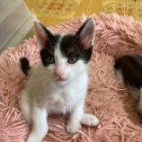 6月21日の八千代店に参加する花ねこ千葉の保護猫20