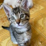 6月21日の八千代店に参加する花ねこ千葉の保護猫21