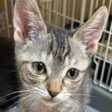 6月22日の吉岡店に参加する猫のへやの保護猫01