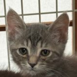 6月22日の吉岡店に参加する猫のへやの保護猫04