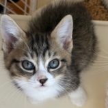 6月22日の吉岡店に参加する猫のへやの保護猫05