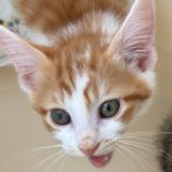 6月22日の吉岡店に参加する猫のへやの保護猫06