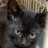 6月22日の吉岡店に参加する猫のへやの保護猫07