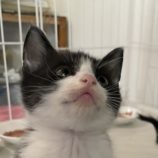 6月2日の吉岡店に参加する猫のへやの保護猫08