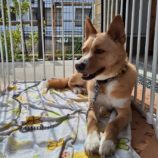 6月22日の新田店に参加する命こそ宝の保護犬01