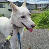 6月22日の新田店に参加する命こそ宝の保護犬02