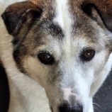 6月22日の新田店に参加する命こそ宝の保護犬03