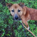 6月22日の新田店に参加する命こそ宝の保護犬04