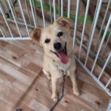 6月22日の新田店に参加する命こそ宝の保護犬05