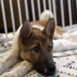 6月22日の新田店に参加する命こそ宝の保護犬06