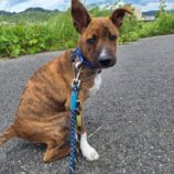 6月22日の新田店に参加する命こそ宝の保護犬07