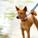 6月22日の新田店に参加する命こそ宝の保護犬08