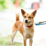 6月22日の新田店に参加する命こそ宝の保護犬09