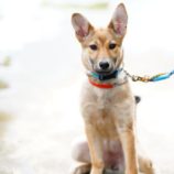 6月22日の新田店に参加する命こそ宝の保護犬10