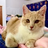 6月14日の幸手店に参加するHappy-Wildcatsの保護猫02