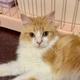 6月14日の幸手店に参加するHappy-Wildcatsの保護猫03