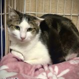 6月14日の幸手店に参加するHappy-Wildcatsの保護猫04