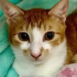 6月14日の幸手店に参加するHappy-Wildcatsの保護猫06