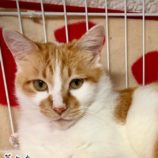 6月14日の幸手店に参加するHappy-Wildcatsの保護猫07