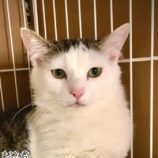 6月14日の幸手店に参加するHappy-Wildcatsの保護猫09