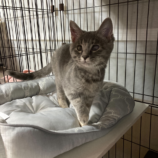 7月20日の千代田店に参加するアニマルフレンドの保護猫01