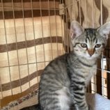 7月20日の千代田店に参加するアニマルフレンドの保護猫02